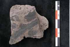 Foto (Detailansicht) von Noeggerathia palmaeformis Goeppert (NHMW-GEO-2024-0188-10758)